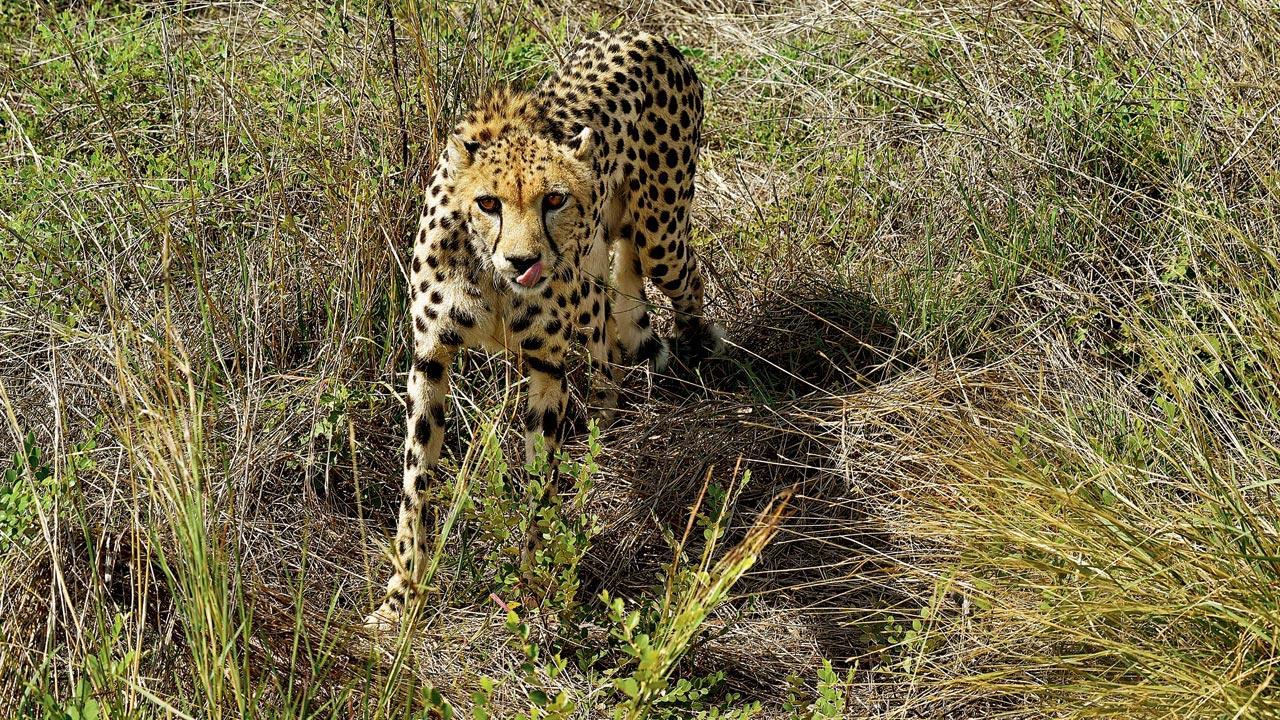 9th cheetah dead; Congress says ‘happens when science takes backseat’
