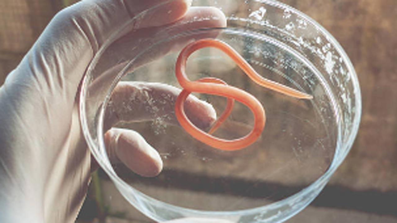 8-cm live worm removed from woman's brain in world's 1st discovery