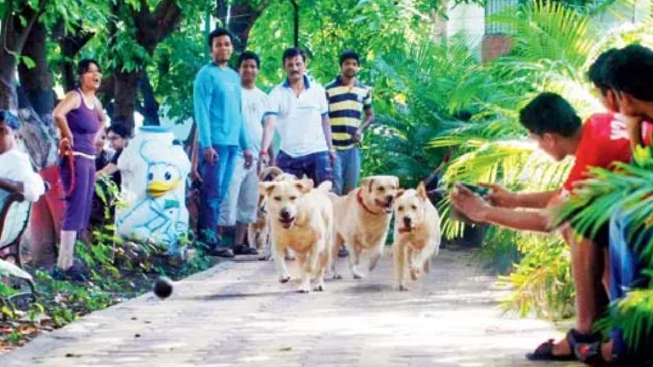 How pets are fostering meaningful connections among people in the digital age