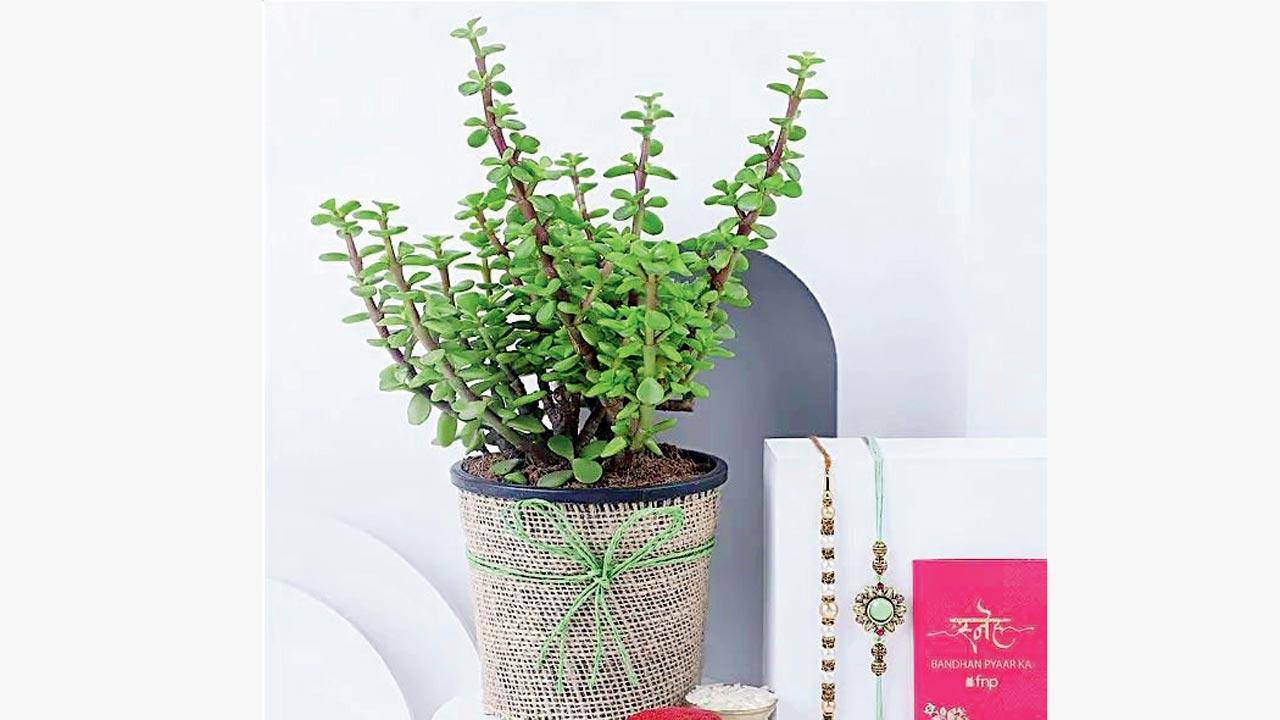 The greener way Gift your plant parent sibling this jade plant for luck and prosperity. The healthy and potted plant is complemented by pearl rakhis, and roli and chawal. Log on to  fnp.com (midnight delivery in Mumbai available). Cost: Rs 499 onwards.