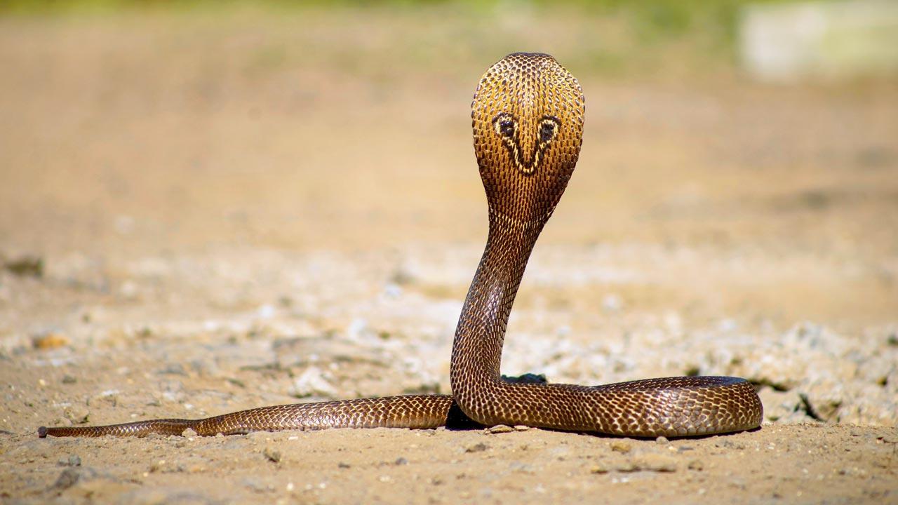 Mumbai: Baby cobra rescued from 7th floor flat in Goregaon