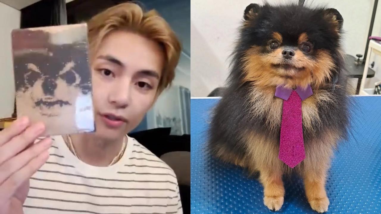 BTS' V Pays A Heartwarming Tribute To His Dog Yeontan With 'Rainy