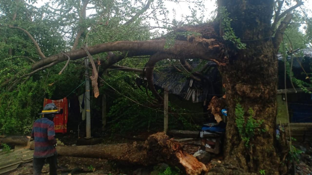 IN PHOTOS: Two injured after tree falls on five houses in Thane