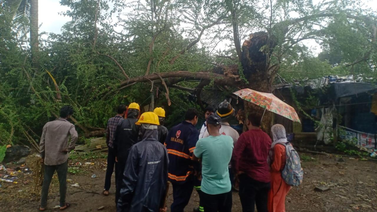 According to the Regional Disaster Management Cell (RDMC) of the Thane Municipal Corporation (TMC), the tree fall also caused damage to five houses apart from leaving two individuals injured including a 20-year-old man and a 26-year-old woman