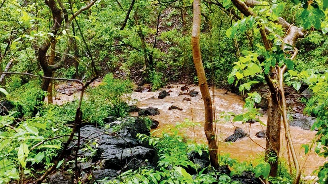 A lush green paradise