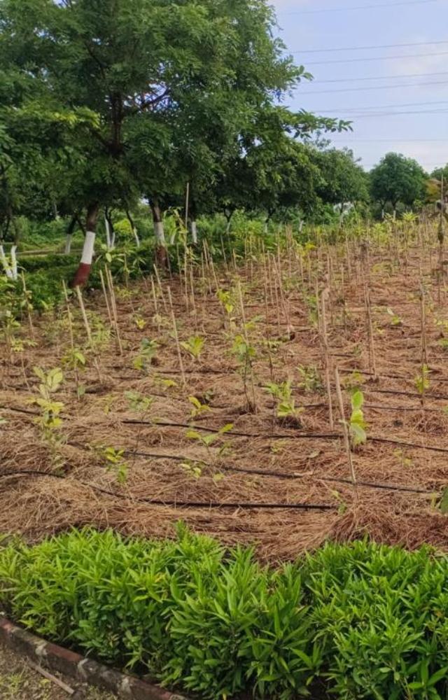 The initiative seeks to address environmental concerns by creating urban forests using a unique method to promote rapid growth of different plants