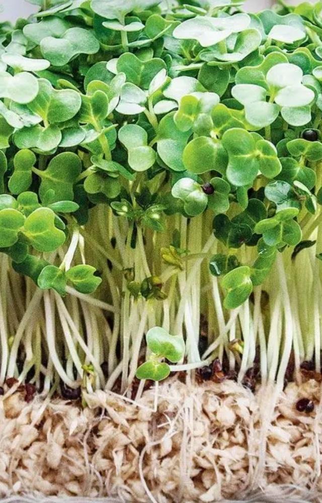 Why watercress is the healthiest veggie