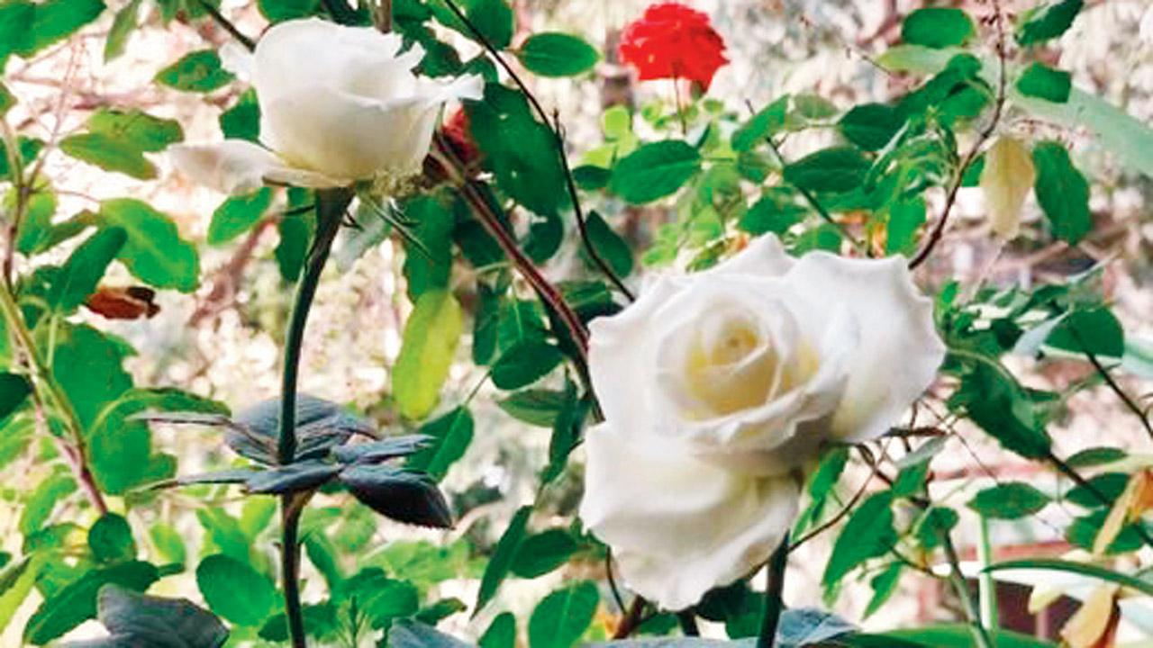 A white rose nourished in red soil blooms in Daswani’s window