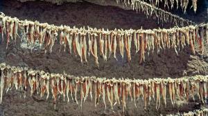 Mumbai: Rs 1.5 lakh worth of dried bombil stolen from Marol market