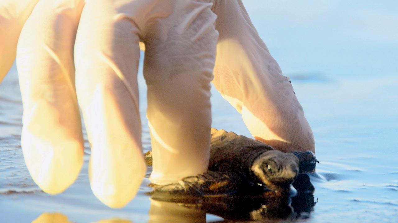 A rescuer releases a baby olive ridley turtle into the sea during the Velas Turtle Festival. Pic/Satej Shinde
