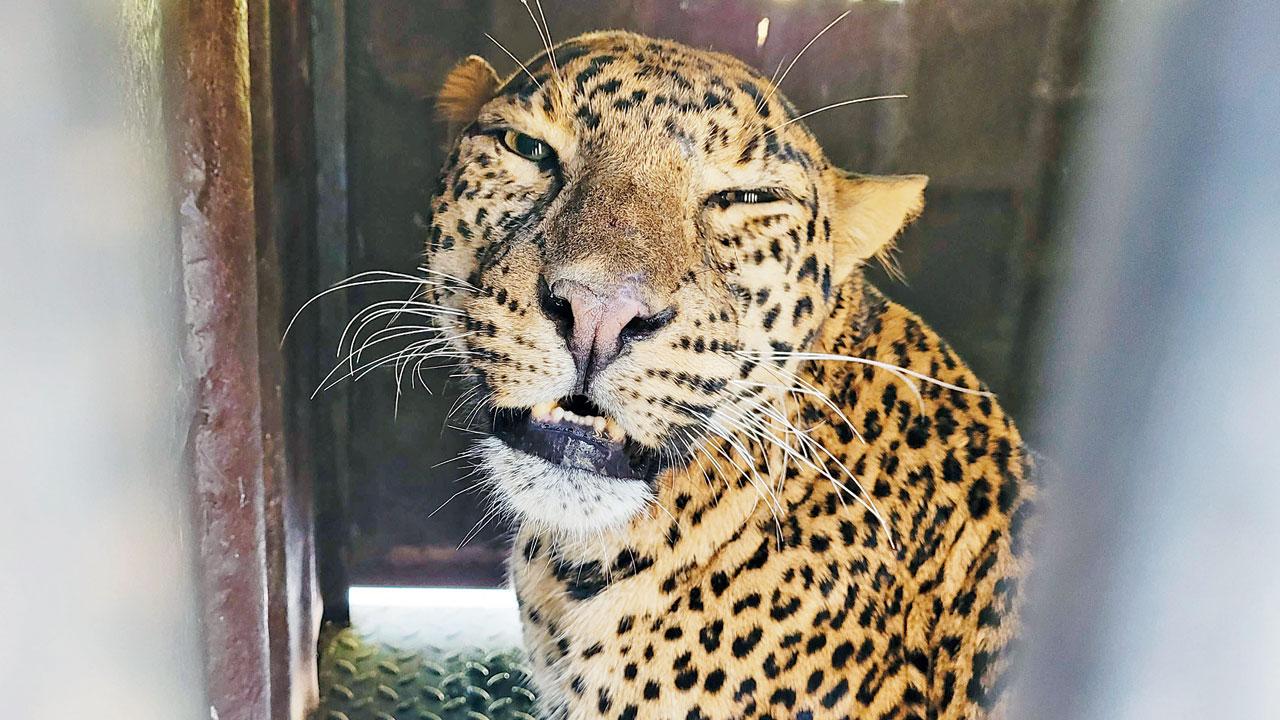 The leopard is being cared for by the Wildlife SOS at its Manikdoh Leopard Rescue Centre