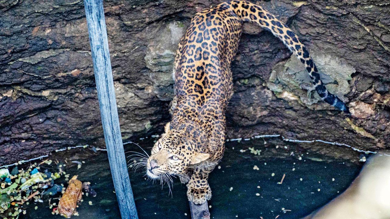 Maharashtra: Leopard stuck in well in Pune forest area rescued