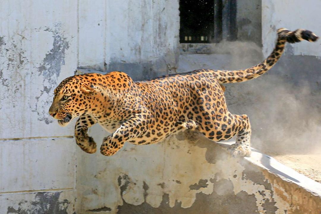 Mumbai: Leopard skin, nails dumped in lake in Aarey forest; probe launched