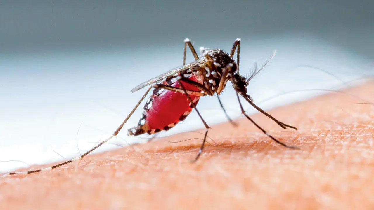 India among countries with most reported dengue deaths in 2023: Report