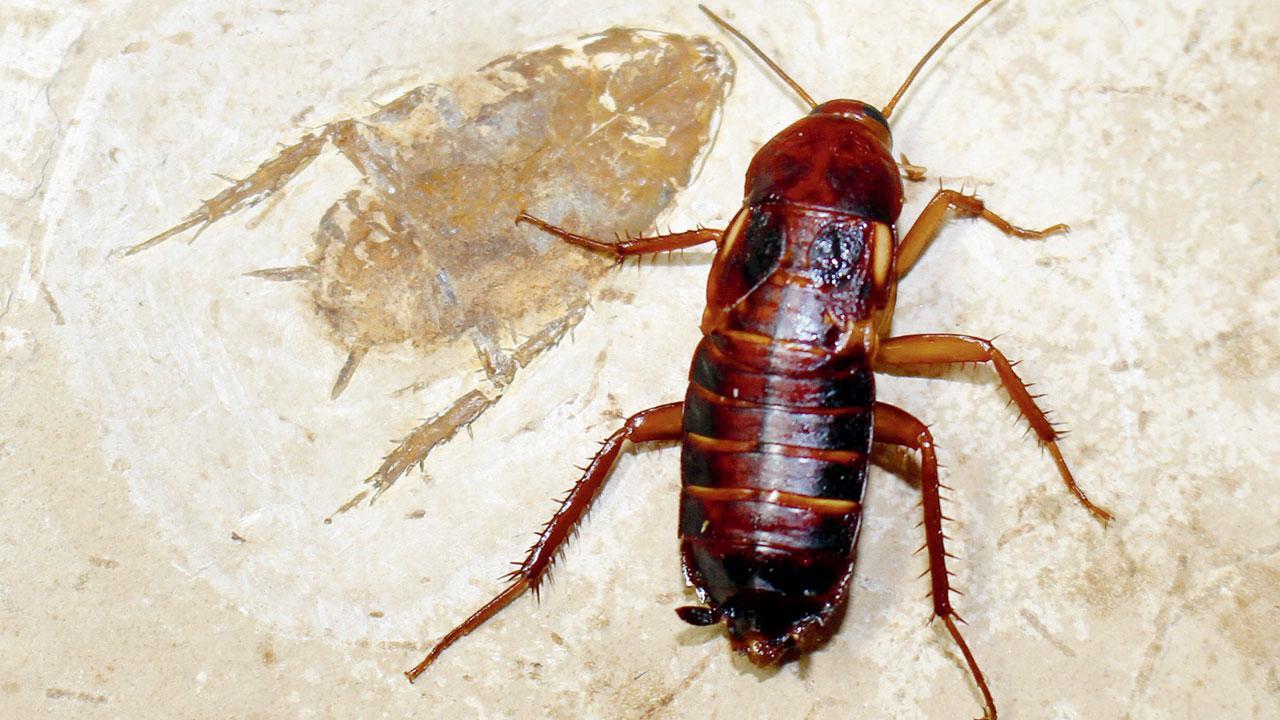 Lessons from Nazi cockroaches