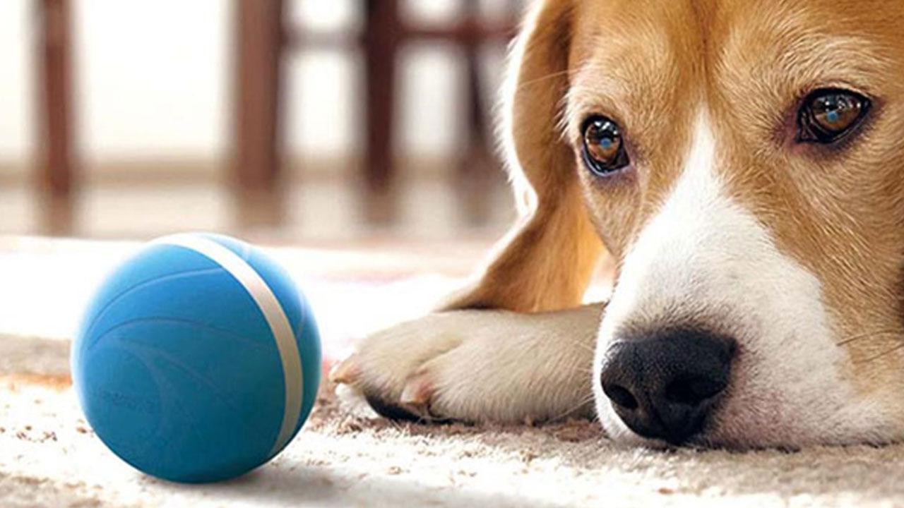 Peppy Pet Ball Reviews: Is It Worth Buying? Best Pet Ball.