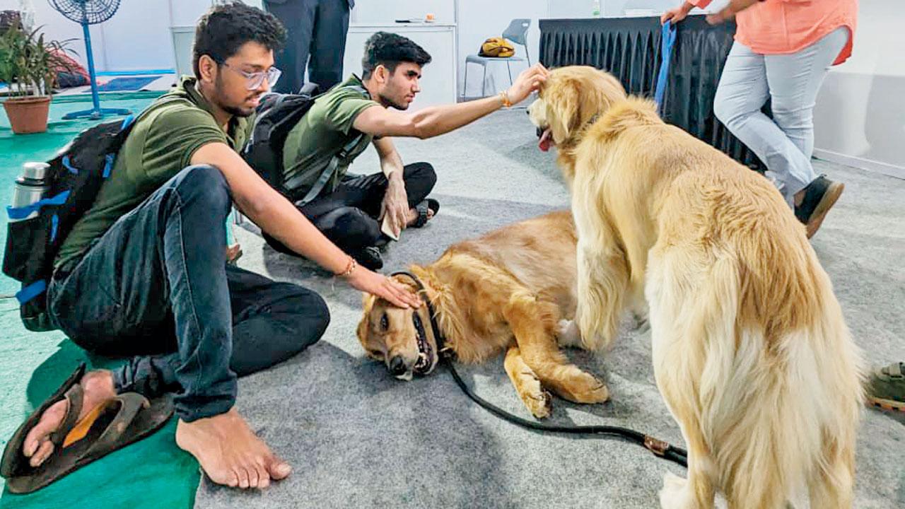 Students interact with the therapy dogs 