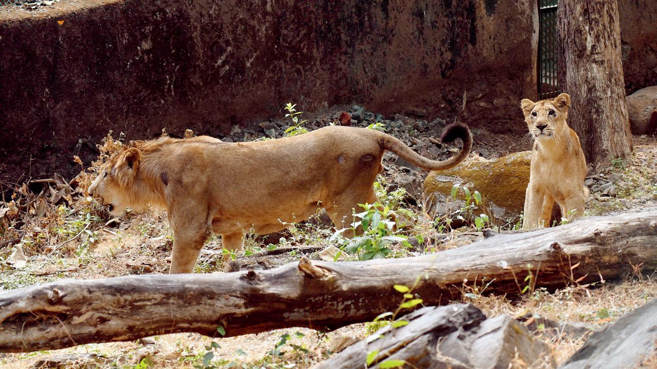 Two lions at the Sanjay Gandhi National Park (SGNP) in Borivali. File Pic