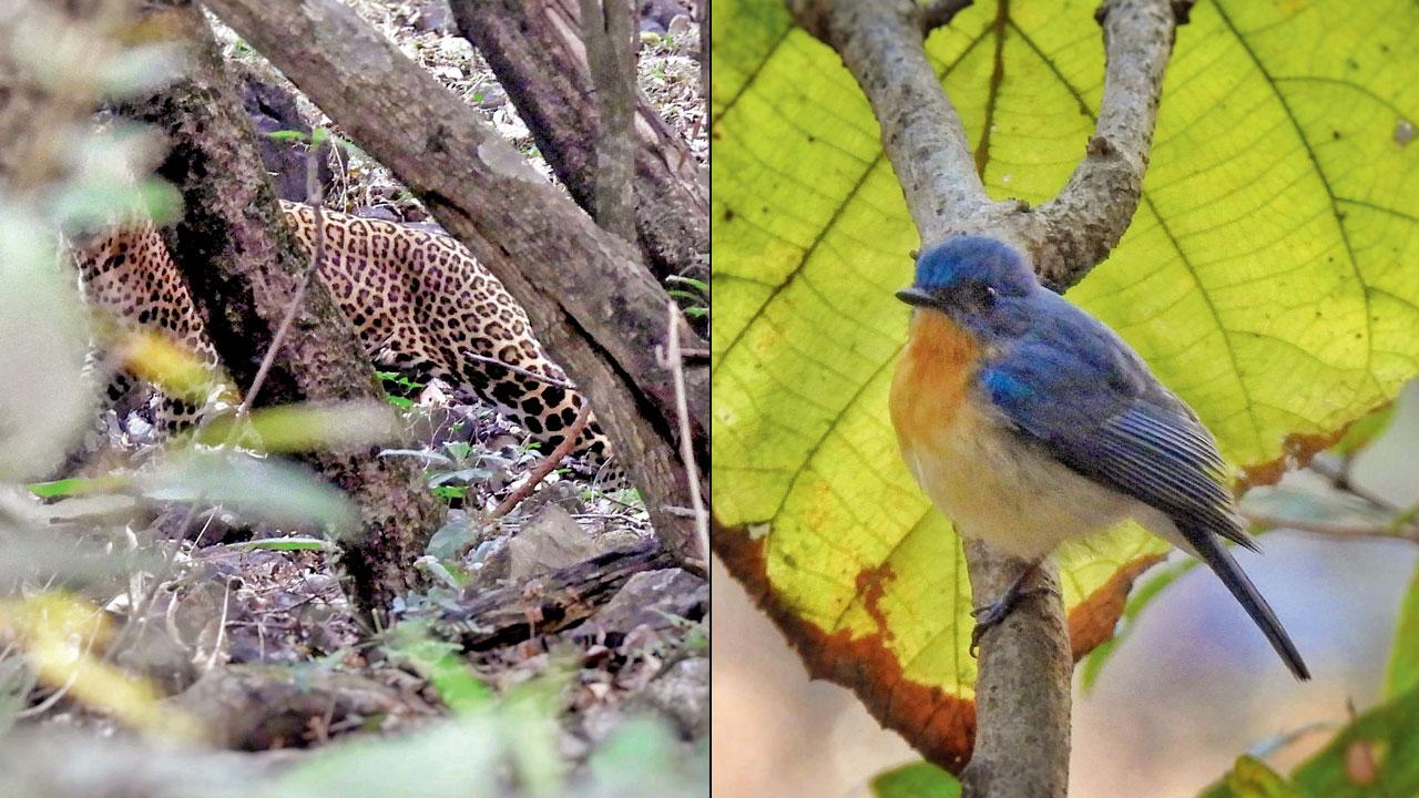 The leopard spotted by the naturalist during a trail in SGNP; (right) Tickell’s blue flycatcher
