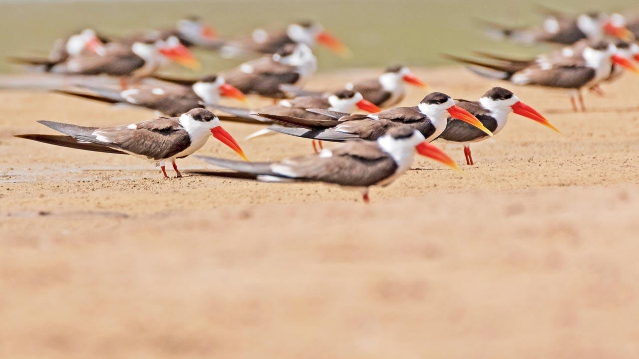 Spot skimmers to contribute to this citizen-generated data collection project