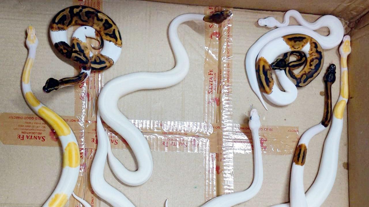 Mumbai: Wildlife smuggler busted at airport; 9 ball pythons, 2 corn snakes seized