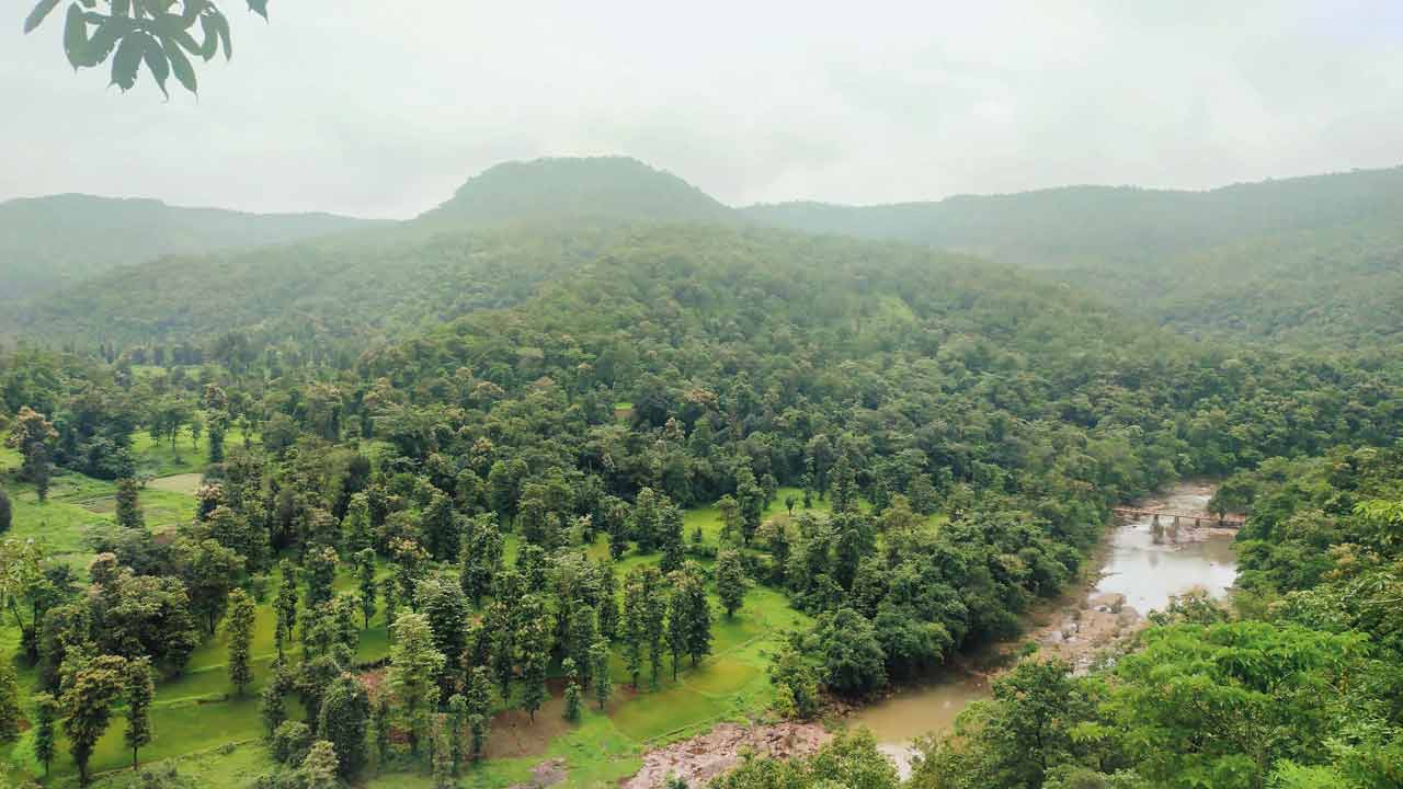 The Gargai dam project would destroy the habitat of the endangered forest owlet, according to the BNHS and experts. Pics/Ranjeet Jadhav