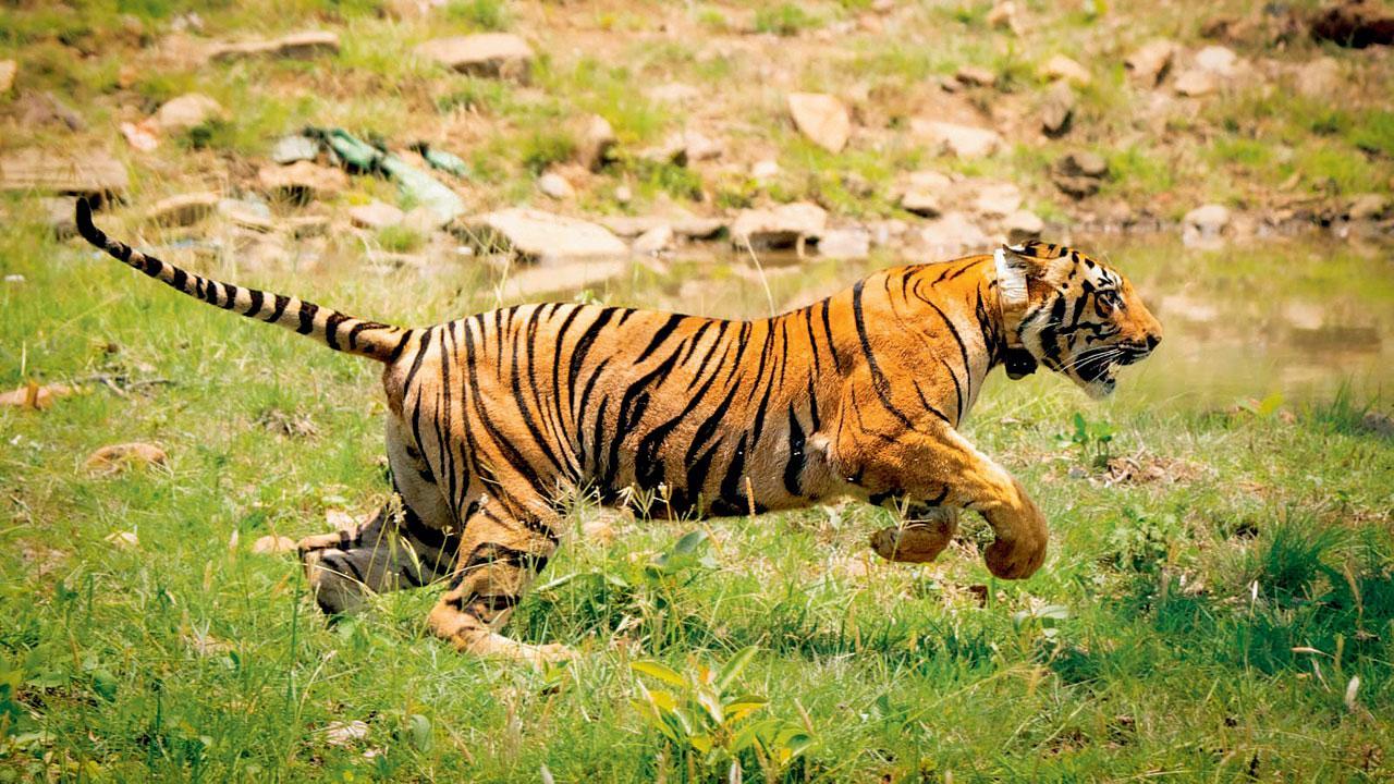 Maharashtra: Tigress translocated Nazira Tiger Reserve takes record steps to go next state