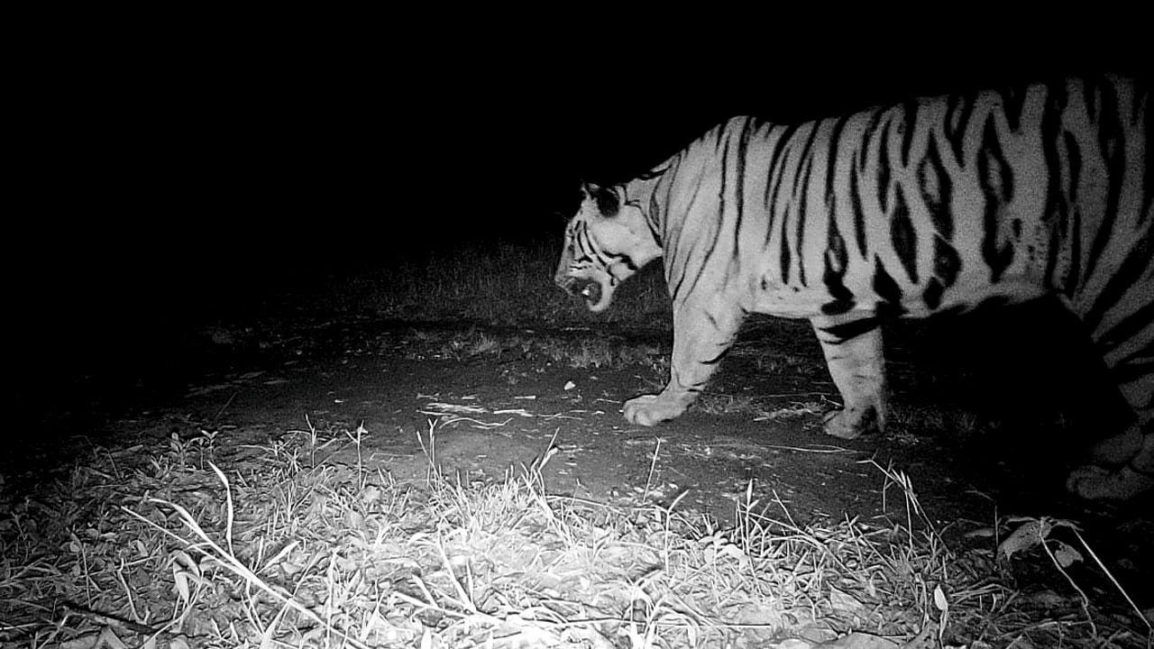 Maharashtra: Camera trap captures tiger in Sahyadri reserve