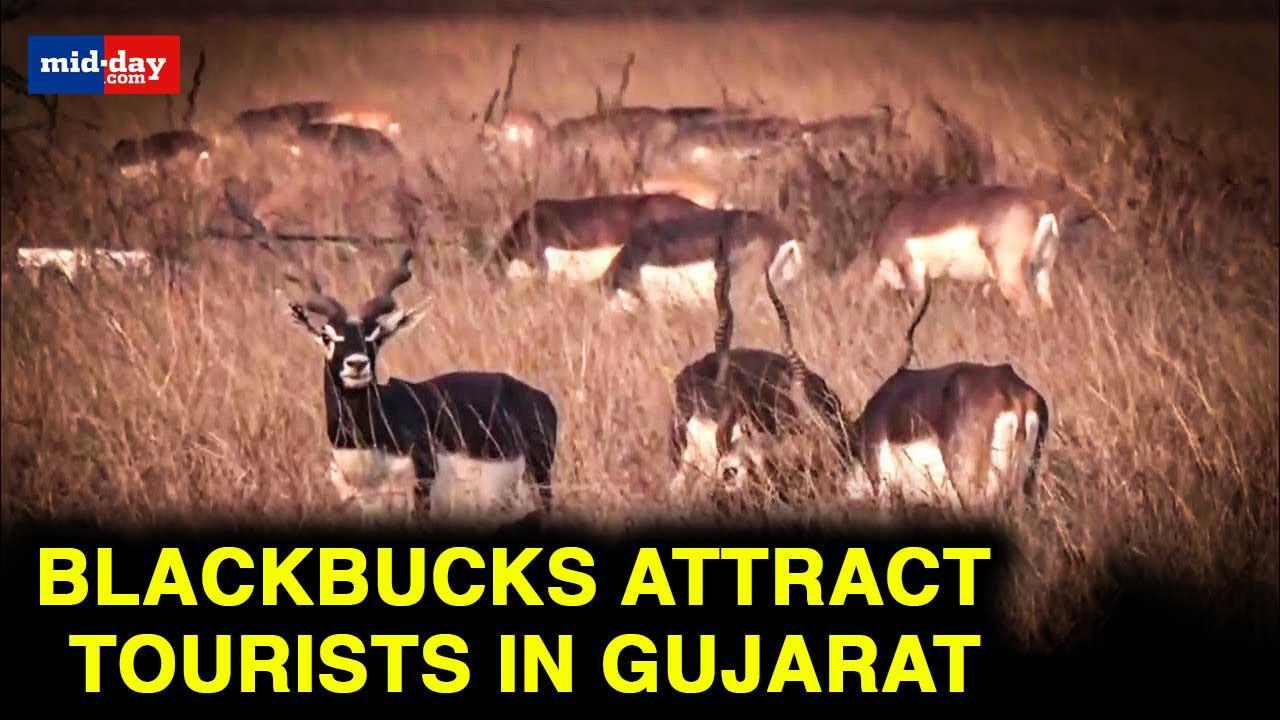 Gujarat Tourism: Blackbucks and other wild animals spotted in National park