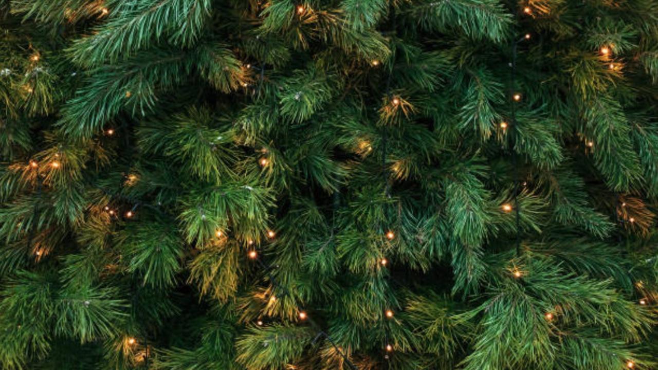Live Christmas trees affect indoor air chemistry, here's how