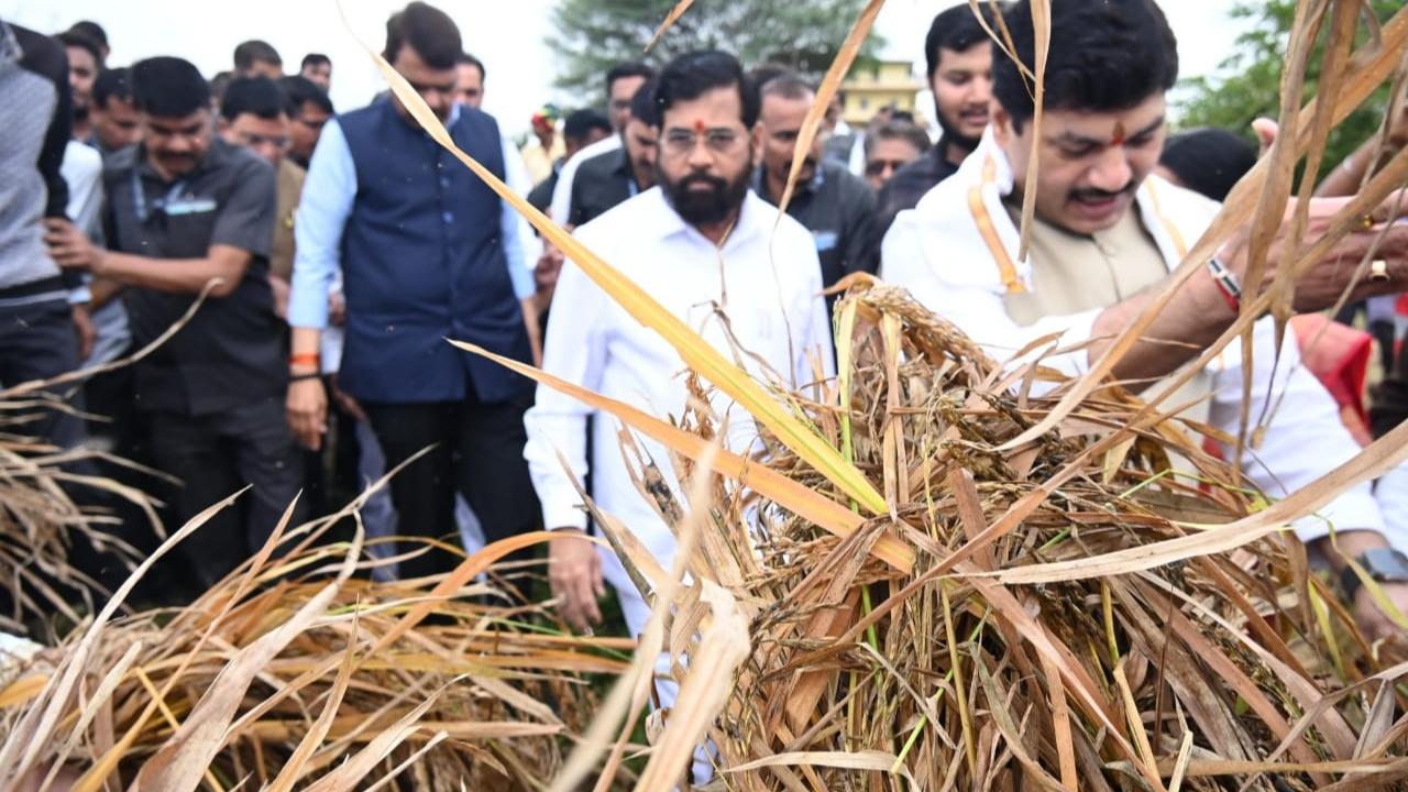 Asserting that the situation was serious, CM Shinde had recently instructed authorities to carry out surveys in order to precisely determine the damage and guaranteed farmers that they would receive compensation for their crop losses