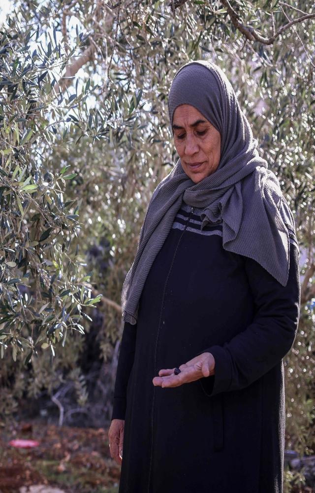 A relative of Palestinian Bilal Saleh, stands near olive trees in the village of As-Sawiyah, south of Nablus in the occupied West Bank, on November 29, 2023. 