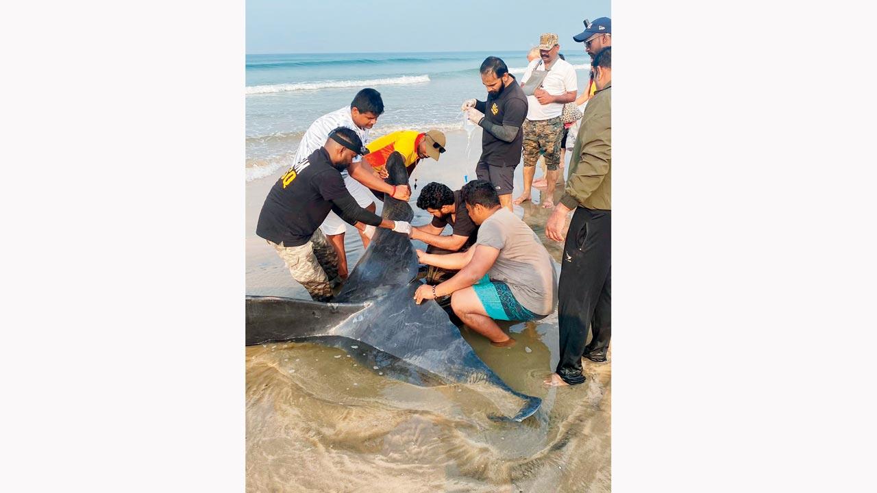 People help a whale washed ashore. Pic Courtesy/Maharashtra forest department 