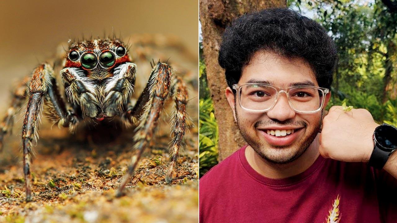 Jumping spider species Hasarius Mumbai; (right) Pranav Joshi
