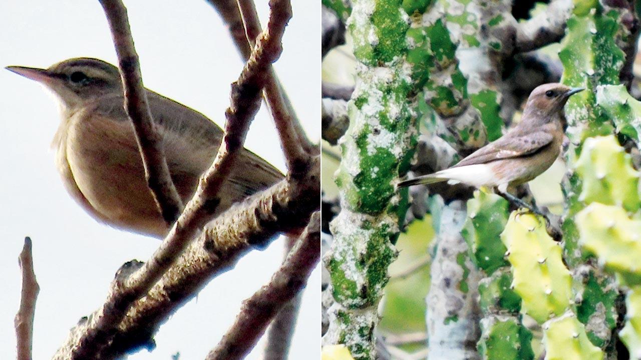 A long-billed pipit spotted at the park. PIc Cesy/Gopi Tanna; (right) Variable wheatear. PIc Courtesy/Ashwin Mohan