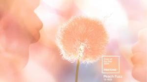 Pantone Colour of the Year: Why Peach Fuzz fails to live up to its essence