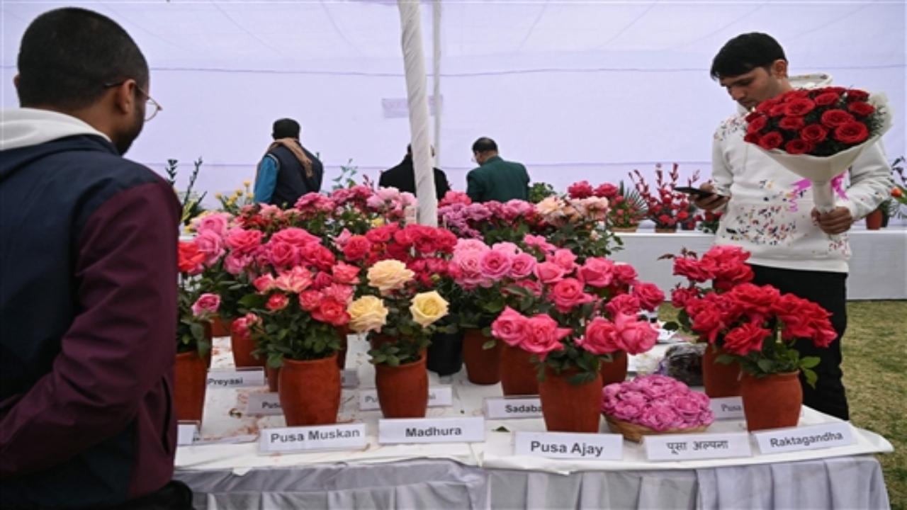 Organised in association with the Rose Society of India, 70 varieties of roses are displayed through 85 exhibits under 25 categories, it said. People can visit the show on Sunday (December 24) too from 10 am to 4:30 pm.