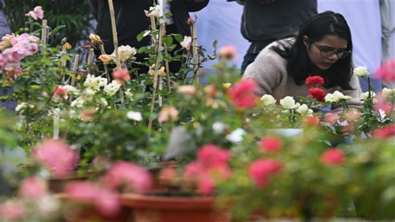 The New Delhi Municipal Council (NDMC) on Saturday inaugurated a two-day all-India winter rose show in Chanakyapuri, according to a statement
