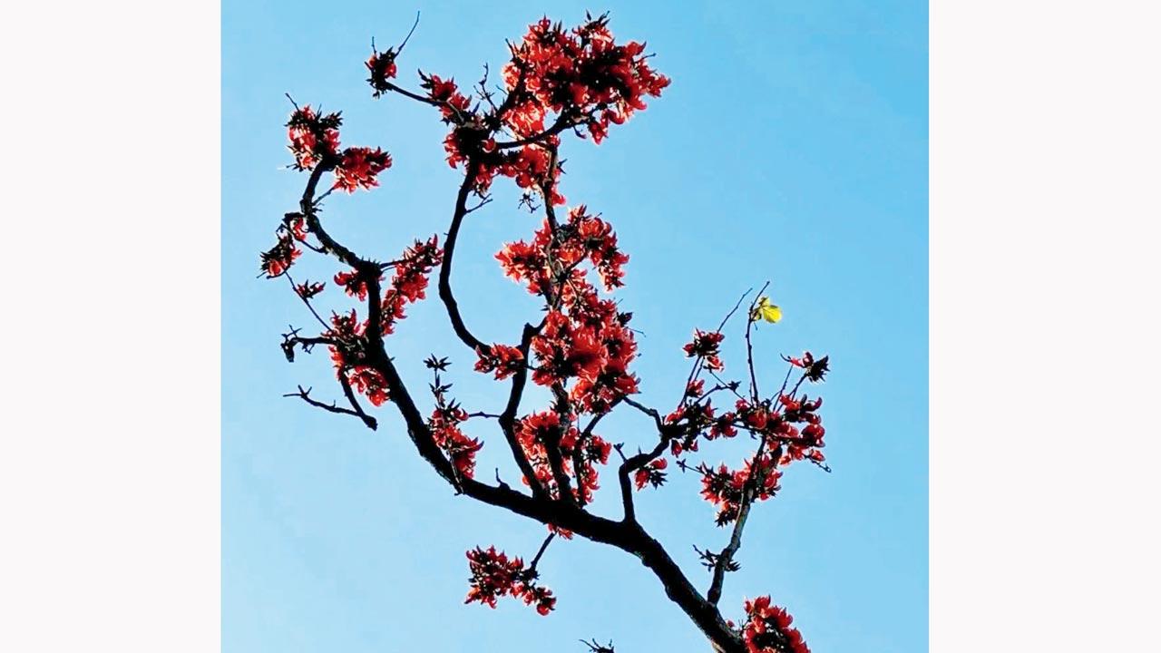 A palaash tree in bloom. Pic Courtesy/Instagram