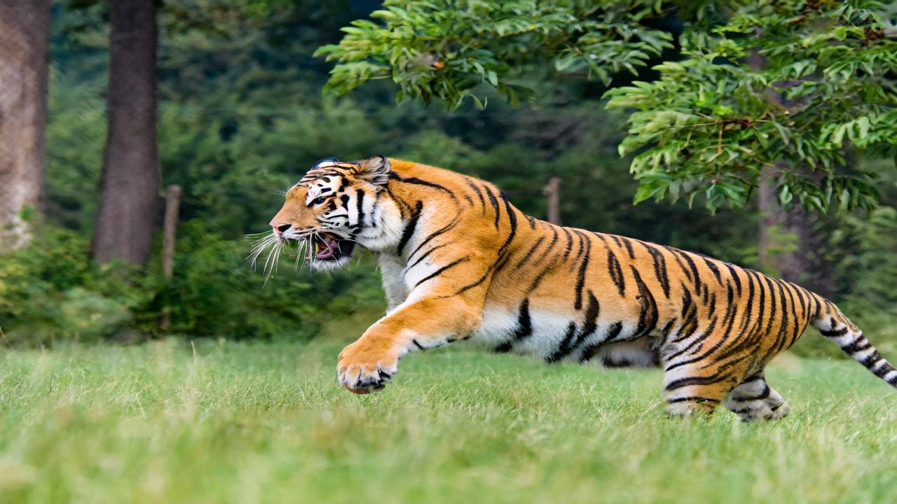 While 112 people died in tiger attacks in 2022, 59 died in 2021, 51 in 2020, 49 in 2019 and 31 in 2018, the government told the Lok Sabha earlier this week.