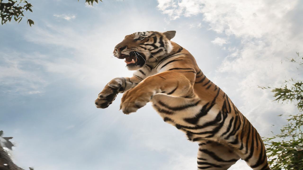 The number of tigers in India increased from 2,967 in 2018 to 3,682 in 2022, an annual rise of 6 per cent, according to government data released in July this year. With a 50 per cent increase in the last four years, Madhya Pradesh has the maximum number (785) of tigers in the country, followed by Karnataka (563), Uttarakhand (560), and Maharashtra (444).