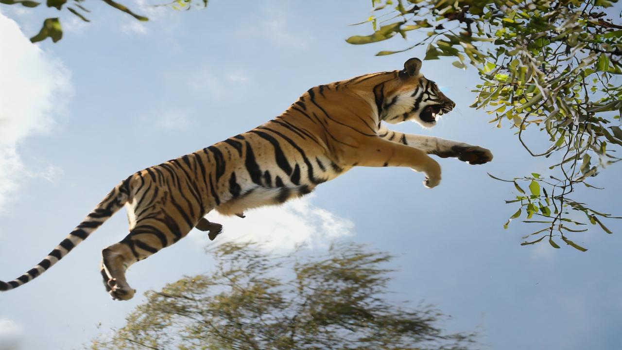 During this period, Maharashtra alone recorded 170 such deaths -- 85 in 2022, 32 in 2021, 25 in 2020, 26 in 2019 and two in 2018. Uttar Pradesh reported 39 deaths due to tiger attacks in the last five years -- 11 each in 2022 and 2021, four in 2020, eight in 2019 and five in 2018.
 