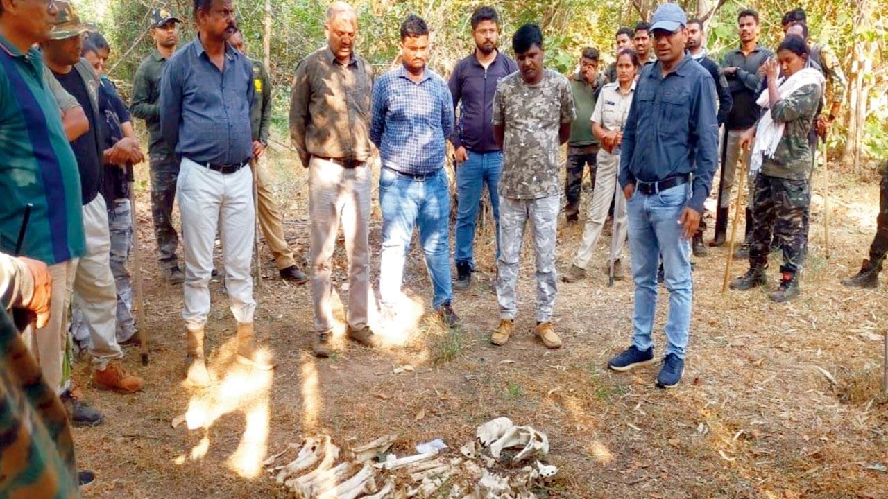 Reports that will prove whether bones are Tadoba tigress’ still due: Officials