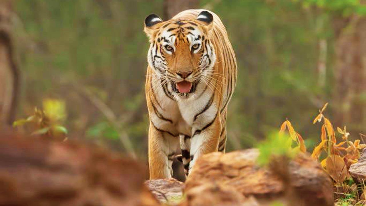 Maya (T-15) at Tadoba-Andhari Tiger Reserve. Pic/Sarosh Lodhi