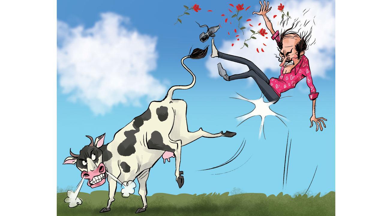 Lobo Lobo and Cow Hug Day Lobo Lobo and Cow Hug Day