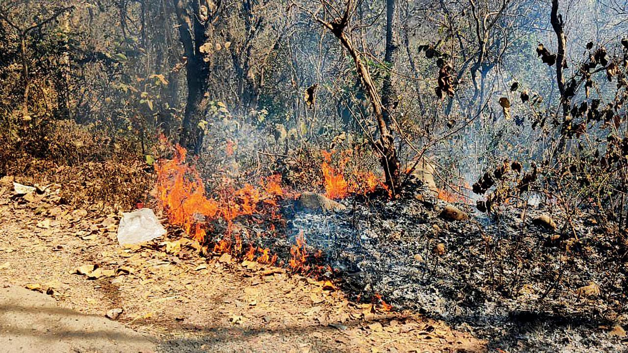 Mumbai: Forest fire at Aarey extinguished in the nick of time