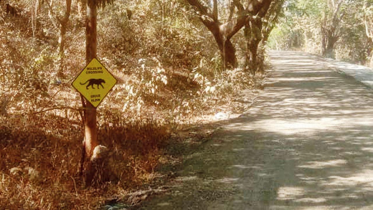Mumbai: Will install speed breakers, fix streetlights in Aarey, say officials