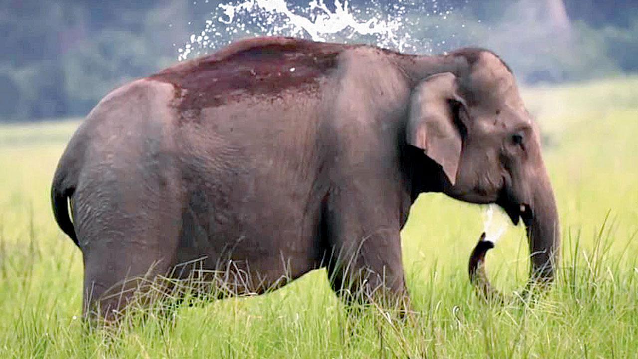 A screenshot from the documentary short,  Asian Elephant - Species and Habitats Awareness Programme. Pic Courtesy/Youtube