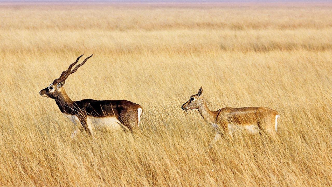 Naturists call for research-based solutions to protect blackbucks across India