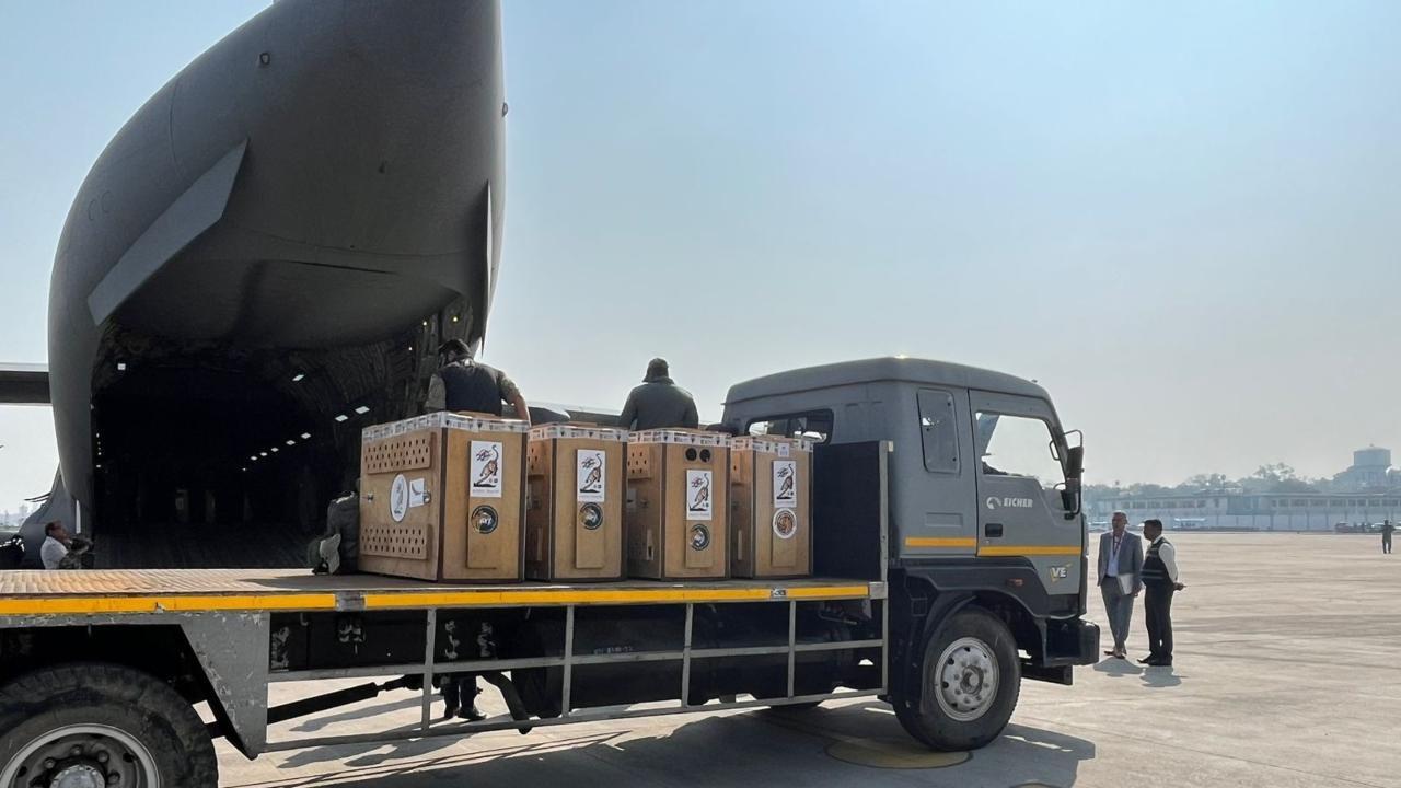 An Indian Air Force (IAF) plane carrying cheetahs in wooden boxes from South Africa had arrived at Gwalior airport around 10 am. From there, they were flown to the KNP in IAF helicopters. Pics/Defence PRO